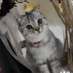 Nesrin