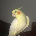 Ali
