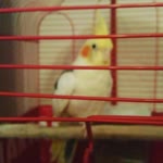 Emir