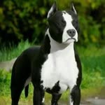 Ercan