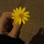 Seda