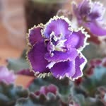 Serpil