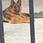 Alper