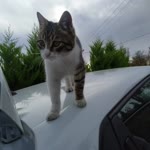 Pınar