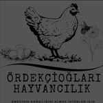 Ferhat