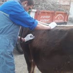 Emrullah