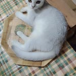 Erçin