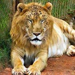 Ferhat