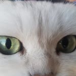 Barış