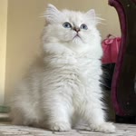 Elizan