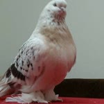 Emrah
