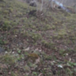 Mahmut