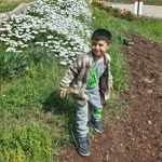 Halil