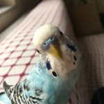 Özge