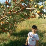 Serdar