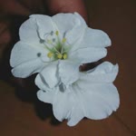Lavinya