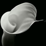 Deniz