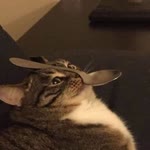 Tuhfe