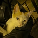 Zeynep