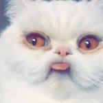Burcu
