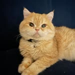 Erhan