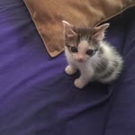 Dila