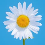 Elif
