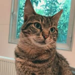 Betül