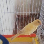 İshak