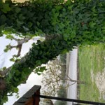 Şeyma