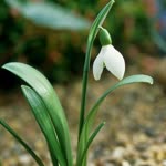 Galanthus