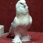 Fatih