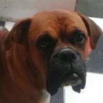 Damla