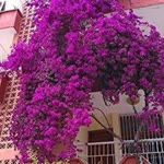 Sema