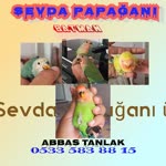 Abbas