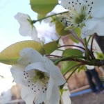 Feyat
