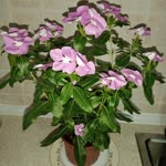 Havva