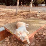Büşra