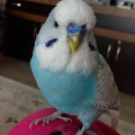 Damla