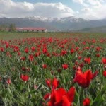 Serkan
