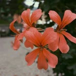 Ebru