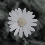 Ceren