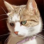 Emine