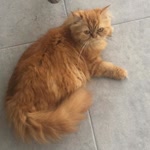 Tuna