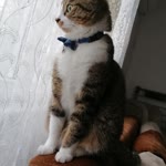 Melike