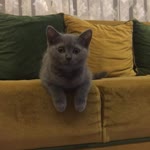 Deniz