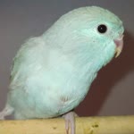 Necati