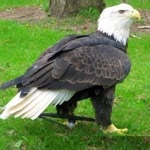 Özkan