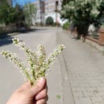 Fatma