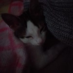Beren